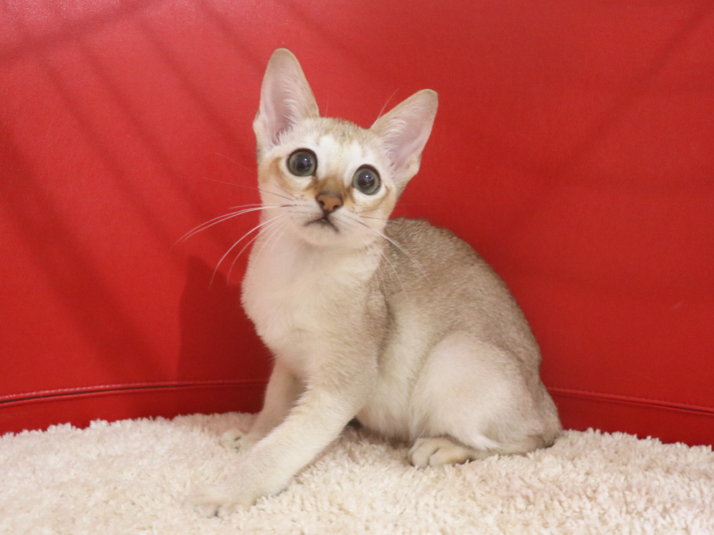 シンガプーラの子猫画像