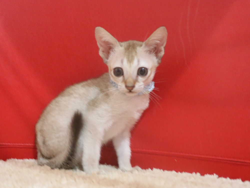 シンガプーラの子猫画像