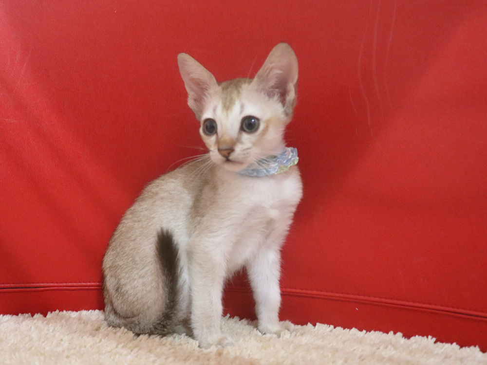 シンガプーラの子猫画像