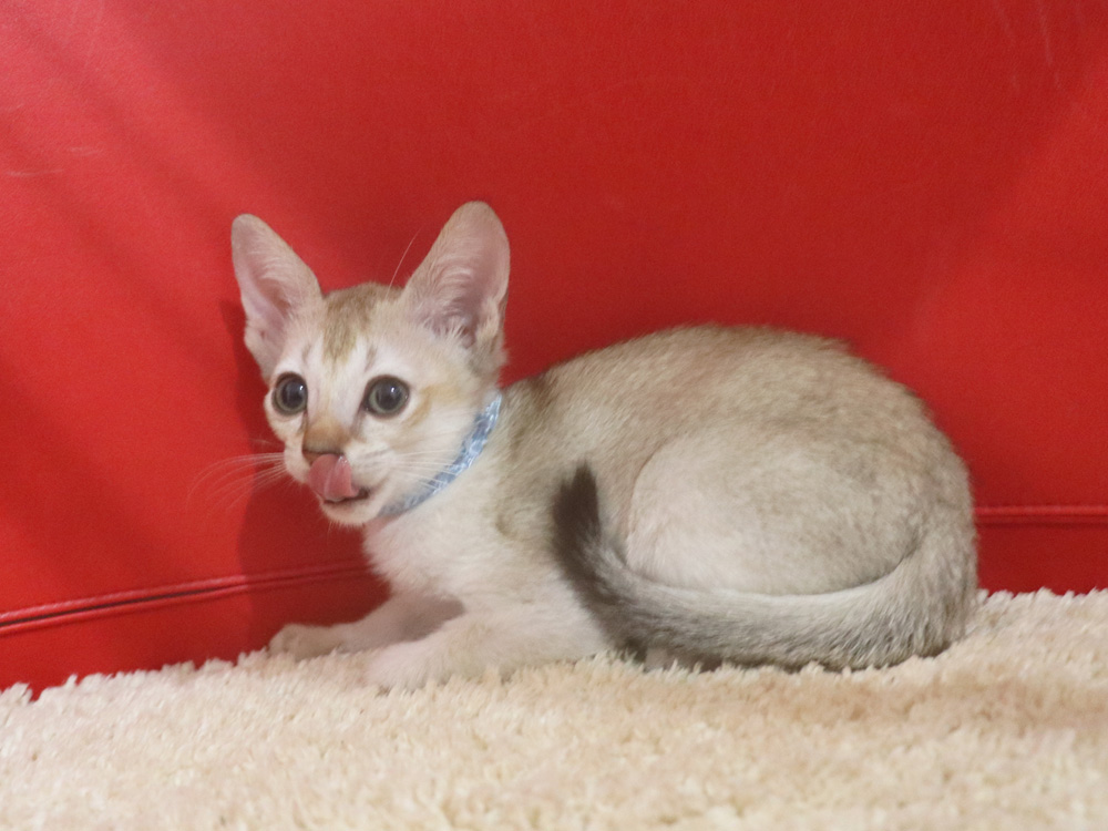 シンガプーラの子猫画像