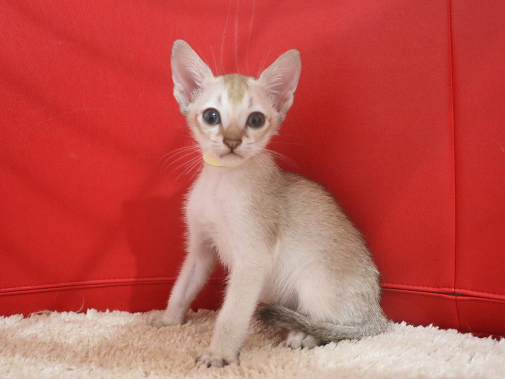 シンガプーラの子猫画像