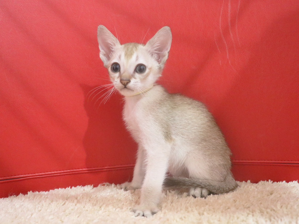 シンガプーラの子猫画像