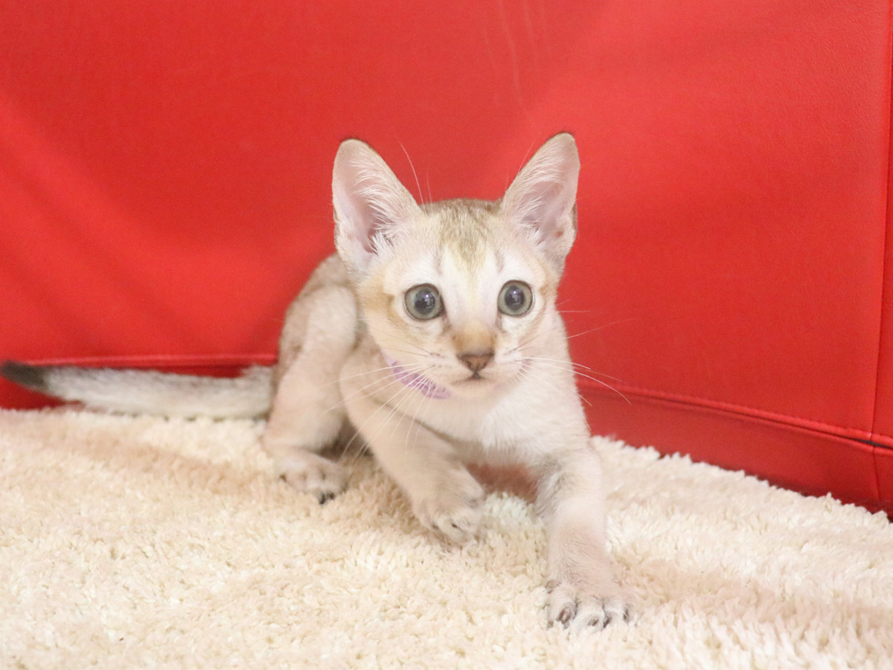 シンガプーラの子猫画像