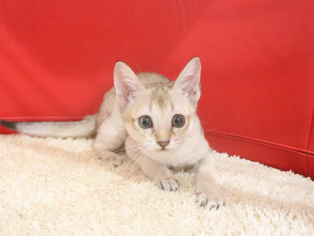 シンガプーラの子猫画像