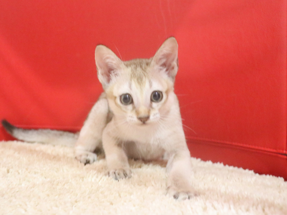 シンガプーラの子猫画像