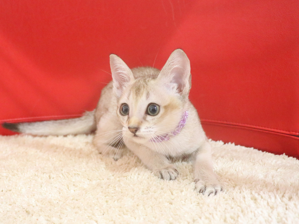 シンガプーラの子猫画像