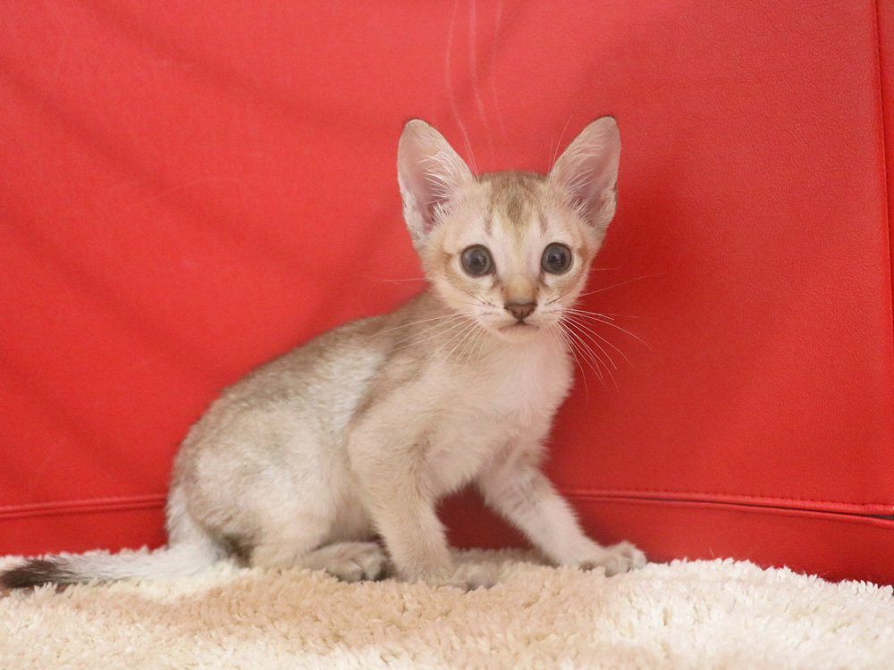 シンガプーラの子猫画像