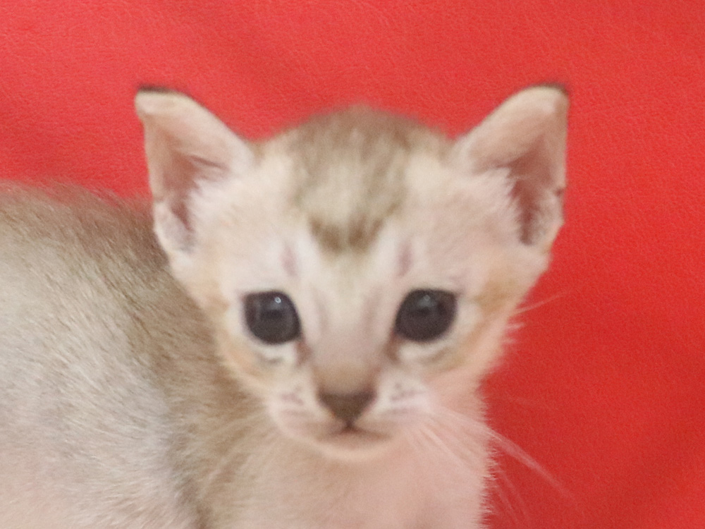 シンガプーラの子猫画像