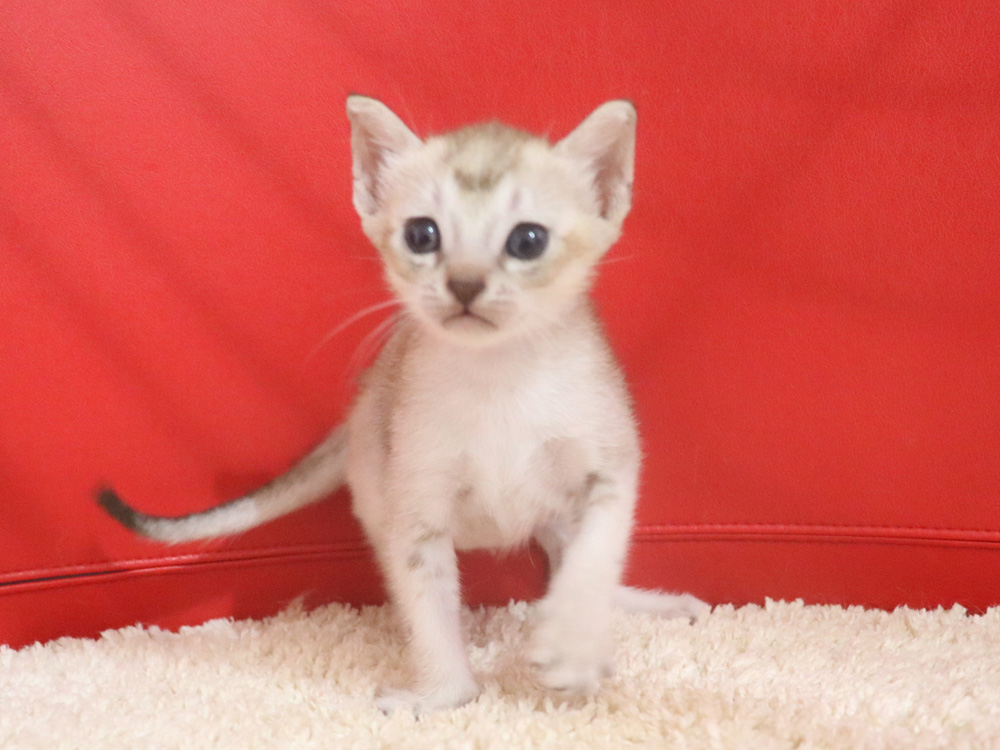 シンガプーラの子猫画像