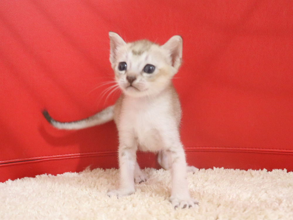 シンガプーラの子猫画像