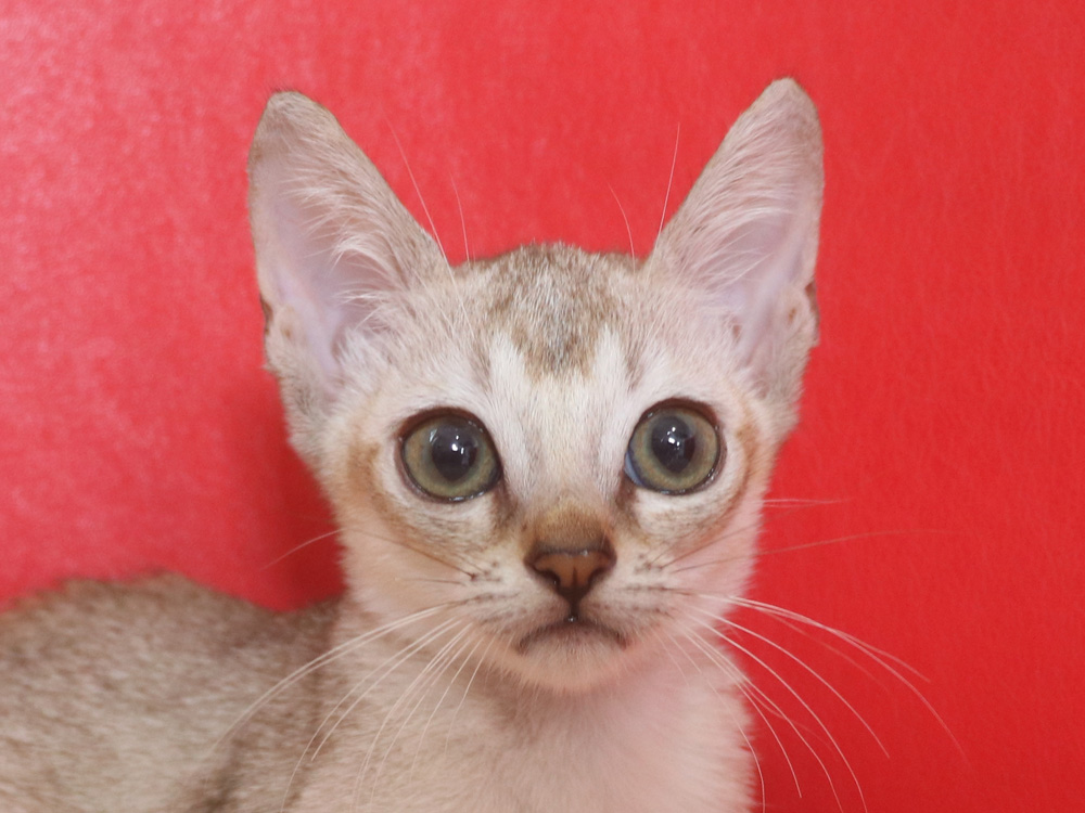シンガプーラの子猫画像