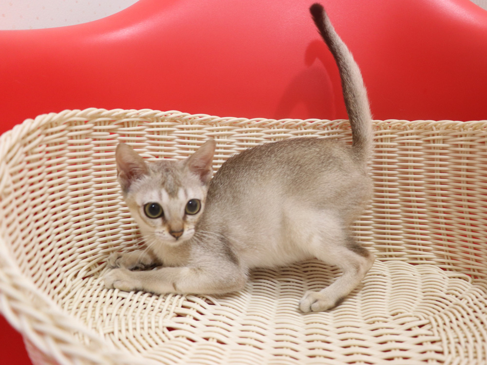 シンガプーラの子猫販売 ブリーダーの出産情報 子猫専門ペット