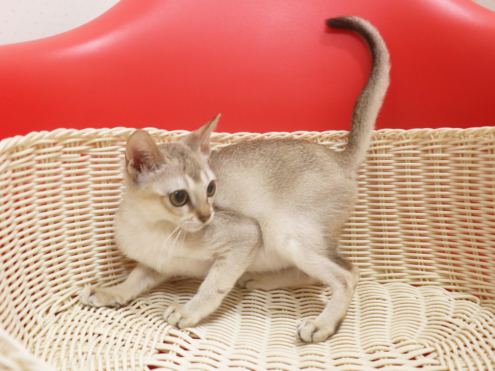 シンガプーラの子猫画像