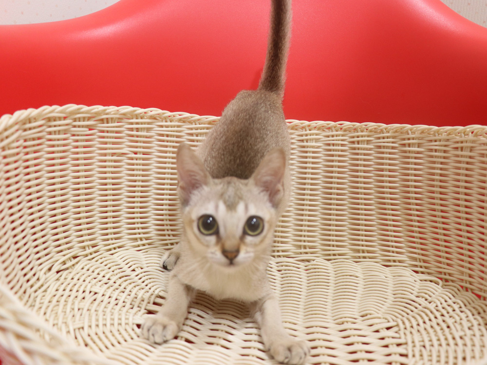 シンガプーラの子猫画像