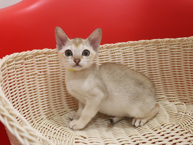 シンガプーラの子猫画像