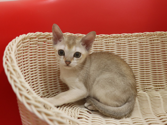 シンガプーラの子猫画像