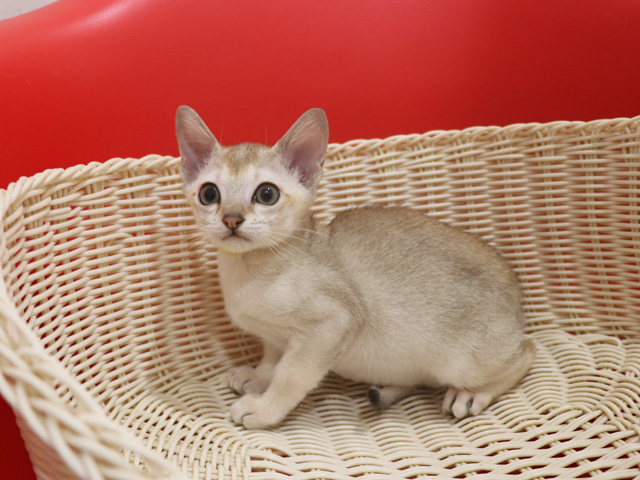 シンガプーラの子猫画像