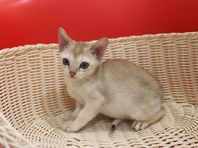 シンガプーラの子猫画像