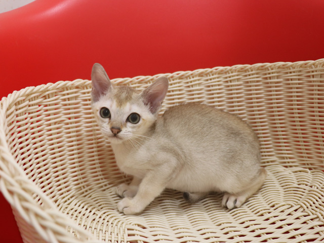 シンガプーラの子猫画像