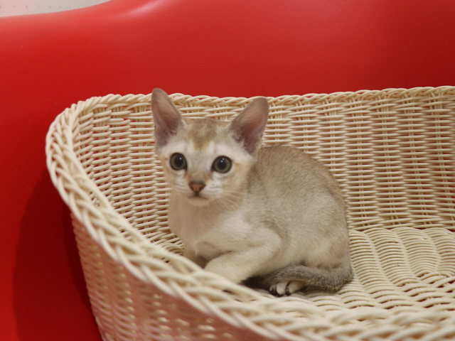シンガプーラの子猫画像