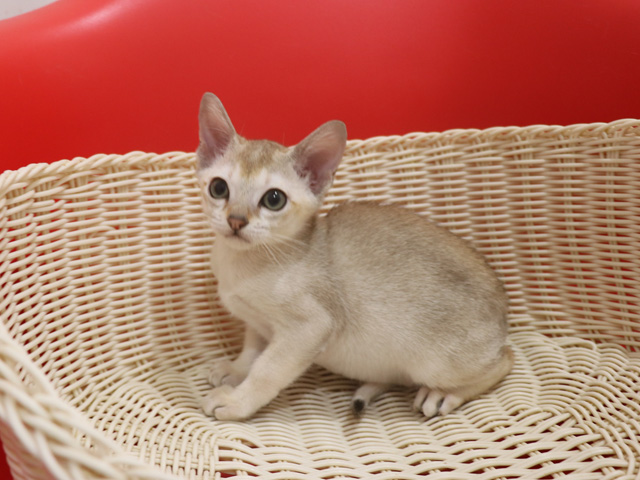 シンガプーラの子猫画像