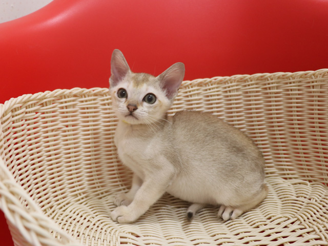シンガプーラの子猫画像