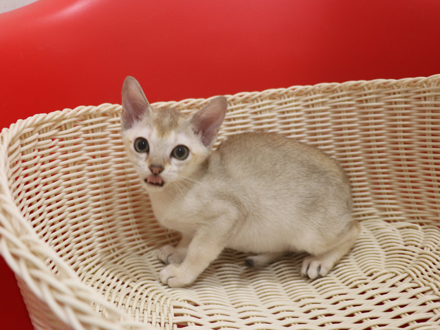 シンガプーラの子猫画像