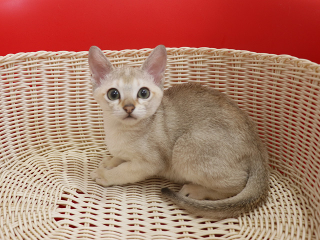 シンガプーラの子猫画像