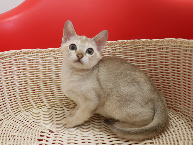 シンガプーラの子猫画像
