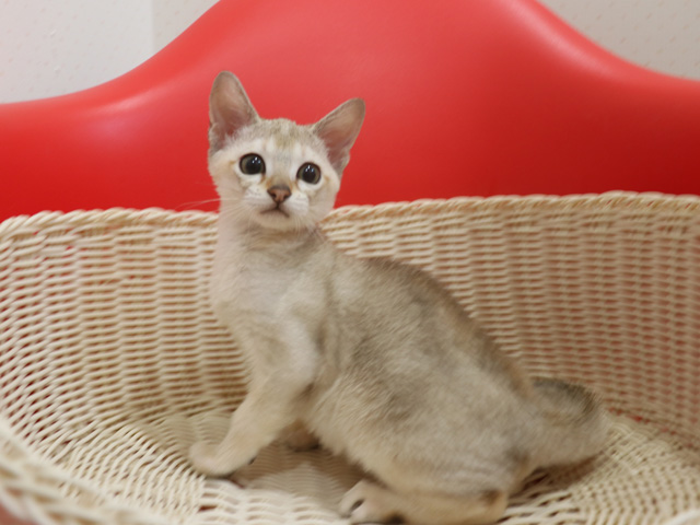 シンガプーラの子猫画像