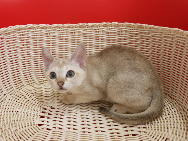 シンガプーラの子猫画像
