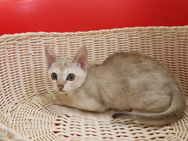 シンガプーラの子猫画像