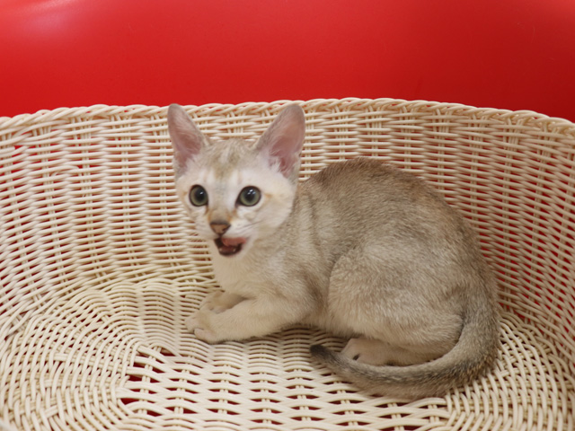 シンガプーラの子猫画像