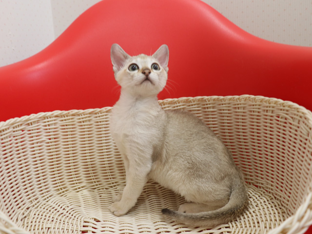 シンガプーラの子猫画像
