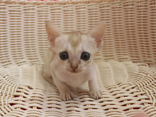 シンガプーラの子猫画像