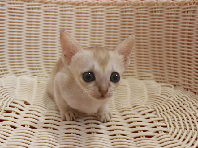 シンガプーラの子猫画像