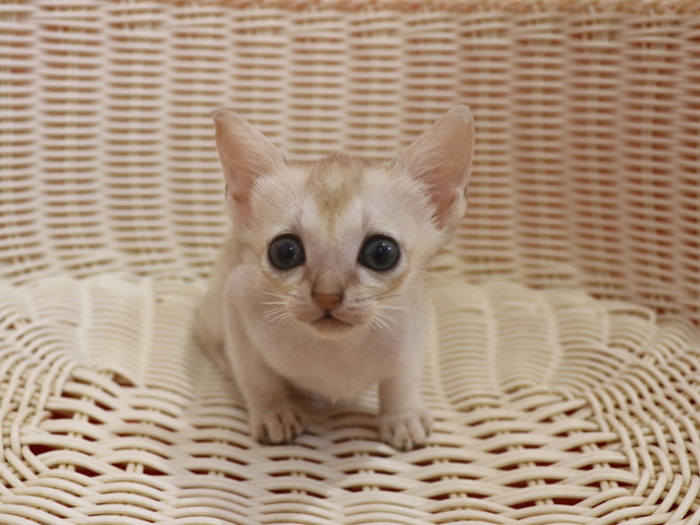 シンガプーラの子猫画像