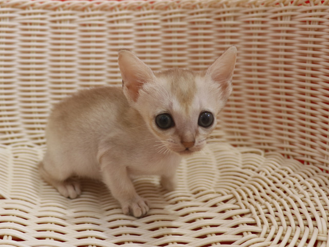 シンガプーラの子猫画像