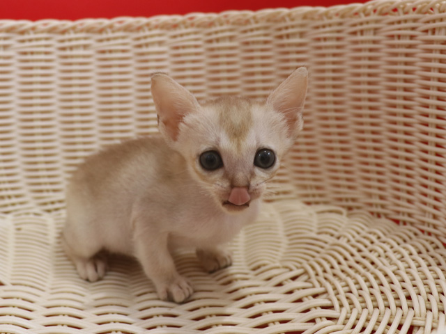 シンガプーラの子猫画像