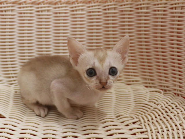 シンガプーラの子猫画像