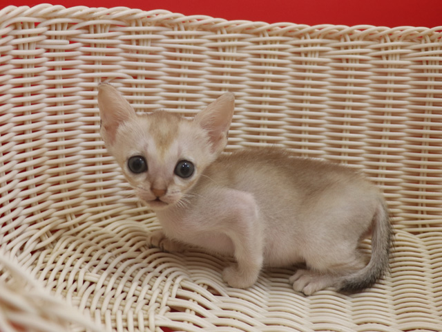 シンガプーラの子猫画像
