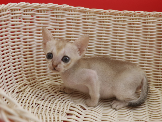 シンガプーラの子猫画像