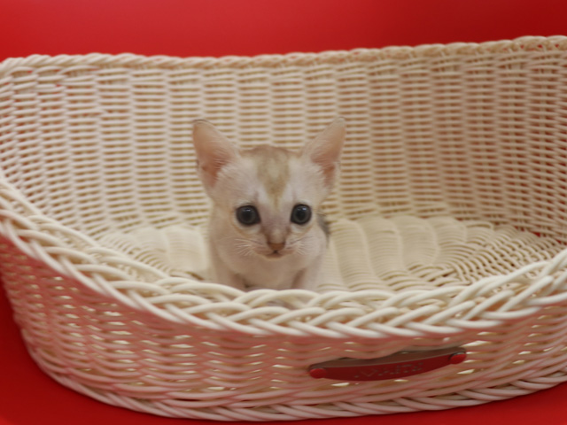 シンガプーラの子猫画像