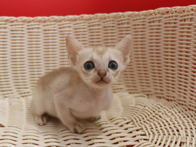 シンガプーラの子猫画像