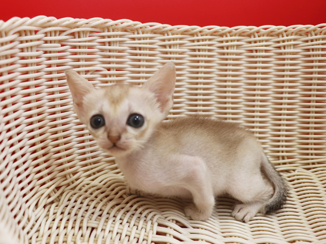 シンガプーラの子猫画像