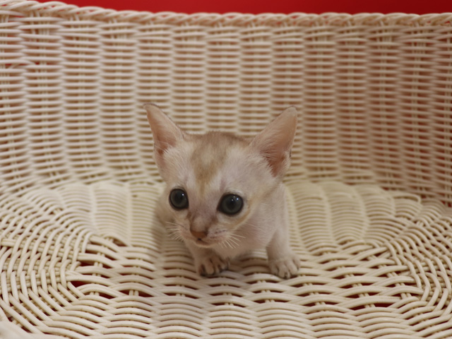 シンガプーラの子猫画像