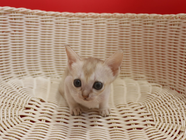 シンガプーラの子猫画像