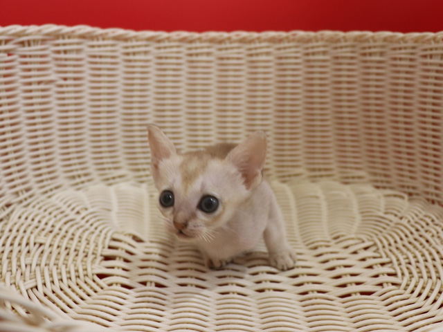 シンガプーラの子猫画像