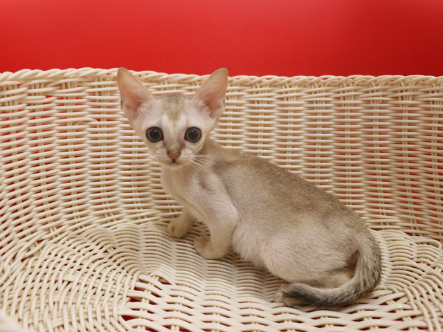 シンガプーラの子猫画像