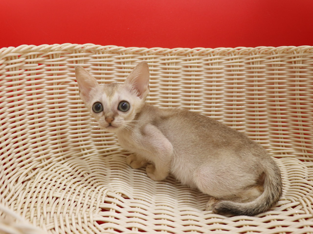 シンガプーラの子猫画像